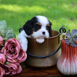 Boston Terrier, Cavalier King Charles Spaniel, French Bulldog, and Golden Retriever Puppies from Promise Land