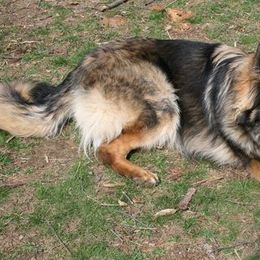 German Shepherds from Kritzercreek