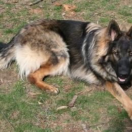 German Shepherds from Kritzercreek