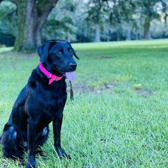 Labrador Retrievers from Hazel Woods Retrievers