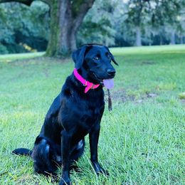 Labrador Retrievers from Hazel Woods Retrievers