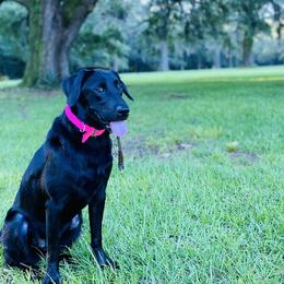 Labrador Retrievers from Hazel Woods Retrievers