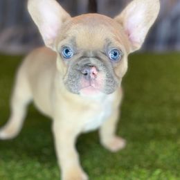 French Bulldog Puppies from Bennett’s Bullies