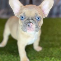 French Bulldog Puppies from Bennett’s Bullies