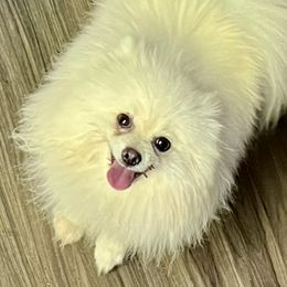 Fhyuri - Pomeranian