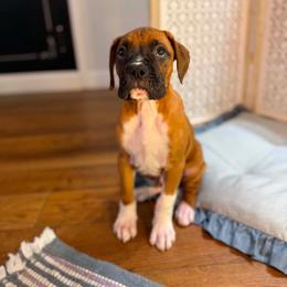 Boy 1 - Fawn male Boxer puppy in Prestonsburg, Kentucky from Diamond Standard Boxers