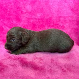 Roxy - Chocolate female Dachshund puppy in Lincoln, Arkansas from Red Dirt Dachshunds