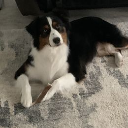 Willow - Australian Shepherd