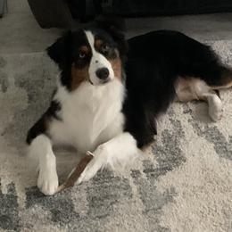 Willow - Australian Shepherd