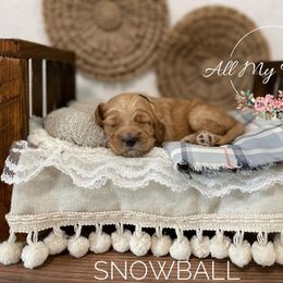 Goldendoodle Puppies from All My Doodles