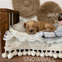 Goldendoodle Puppies from All My Doodles
