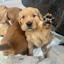 Puppy Pick 3 - Boy - Dark golden Golden Retriever puppy in Discovery Bay, California from River City Golden Retrievers