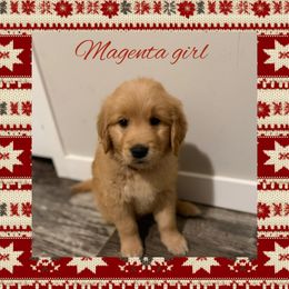 Girl 6 - Golden female Golden Retriever puppy in Belton, South Carolina from McAbee’s Golden Retrievers