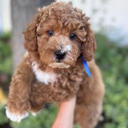 Cobalt - Red  male Goldendoodle puppy in Herriman, Utah from Gypsi Doodles & Poodles LLC.