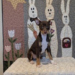 Snowflake - White and chocolate female Rat Terrier puppy in Caldwell, Ohio from Forest Grove Rat Terriers