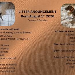 German Shorthaired Pointers from Woodland GSP'S