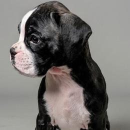 Zelda - Brindle female Boxer puppy in Mountain Home, Idaho from LJK Boxers & Toy Aussies