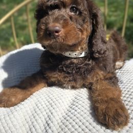 White - Red  female Poodle puppy in Cool, California from Foothill Aussies
