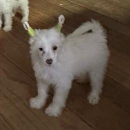 Bennet - White male Chinese Crested puppy in New Windsor, Maryland from Ambush Kennel