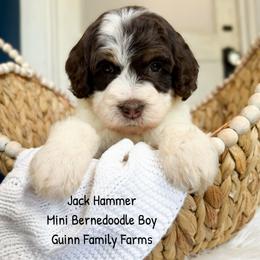 Jack Hammer - Brown and white male Bernedoodle puppy in Grove, Oklahoma from Guinn Family Farms
