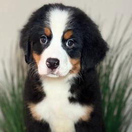 Donny domino - Tri-color male Bernese Mountain Dog puppy in Yuciapa, California from AlltheDoodlez_