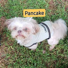 Shih Tzu Puppies from K.B.'s Shih Tzu Babies