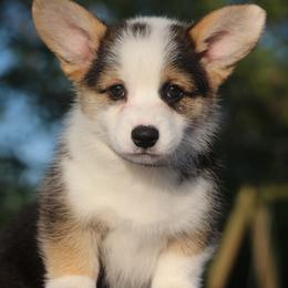 Rosalina - Black and tan Pembroke Welsh Corgi puppy in West, Texas from Rustic Spur Kennel