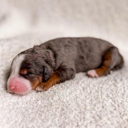 Rainer - Merle female Bernedoodle puppy in Ammon, Idaho from Little Stone Bernedoodles