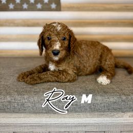 Ray - Red  male Goldendoodle puppy in Houston, Texas from Golden Life Doodles