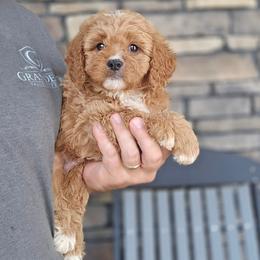 Faris - Red male Cavapoo puppy in Apple Creek, Ohio from Grandeur Valley Puppies