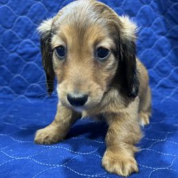Chloe - Red female Dachshund puppy in Jordan, Arkansas from Lakeshore Dachshunds