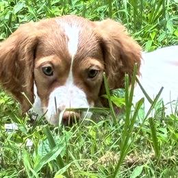 Zina boy 6 - Orange and white male Brittany puppy in Floyd Knobs, Indiana from Cross Creek Brittanys