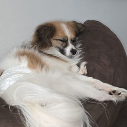 Papillon Puppies from Loving Hands
