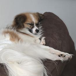Papillon Puppies from Loving Hands
