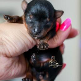 Yorkshire Terrier Puppies from Essence of Grace Yorkies