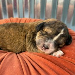 Snowflake - Sable female Bernedoodle puppy in Russellville, Arkansas from Crossgate Doodles
