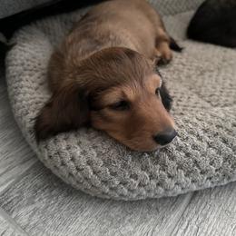 Dachshund Puppies from Diddle Bros Dachshunds