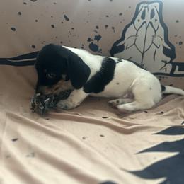 Sassy - Piebald female Dachshund puppy in Sallisaw, Oklahoma from Wild West Dachshunds