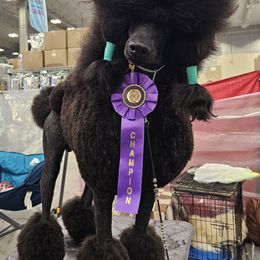 Rhys (Pecan) - Black Poodle puppy in Oklahoma from Morgenstern Kennels
