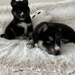 Siberian Husky Puppies from FamilyFur