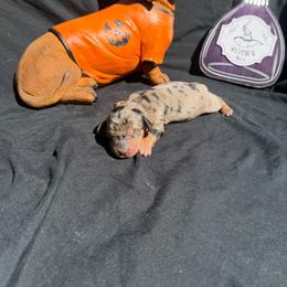 Female dapple - Dapple female Dachshund puppy in Indian Trail, North Carolina from Hilda’s Teenie Weenies