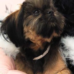 Shih Tzu Puppies from Raincross Shih Tzu