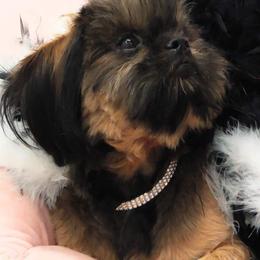 Shih Tzu Puppies from Raincross Shih Tzu