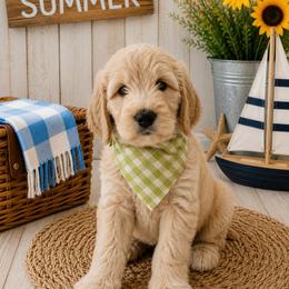 Bartlett - Cream male Goldendoodle puppy in Rocky Point, North Carolina from CelticDoods