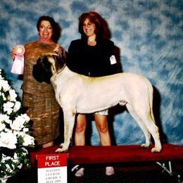 Mastiff Puppies from Celtic's Mastiffs