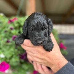F1 Goldendoodle Yellow collar - Black female Goldendoodle puppy in Rainier, Washington from Hanson’s NW Goldens & Doodles