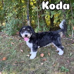 Koda - Bernedoodle
