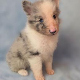 Smoky - Blue merle and white male Shetland Sheepdog puppy in Citra, Florida from Southpaw Herders LLC