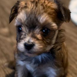 Morkie puppies from Our Yorkie and Morkie Puppies of Summerville, South Carolina.