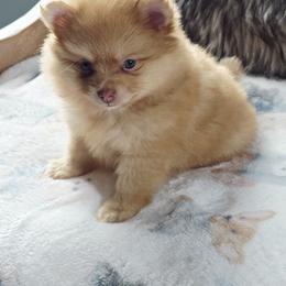 Girl 2 - female Pomeranian puppy in New Orleans, Louisiana from Nathalie's Pomeranians